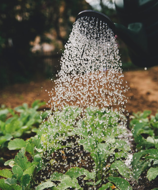 Watering Can